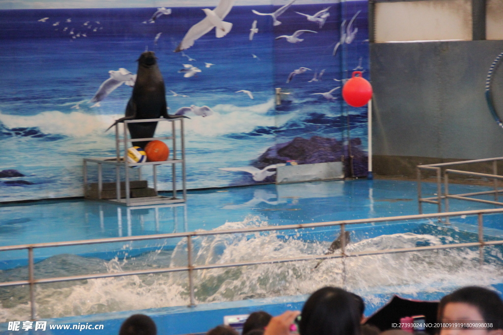 水族馆海豹表演