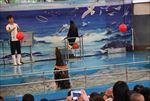 水族馆海豹表演