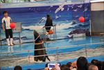 水族馆海豹表演