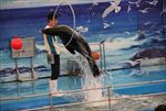 水族馆海豹表演