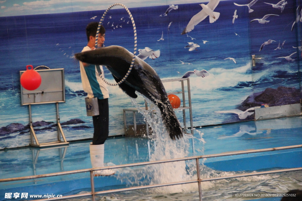 水族馆海豹表演