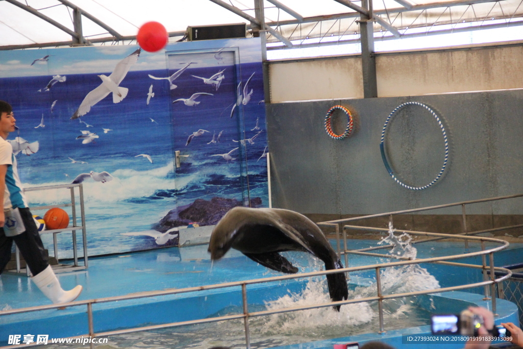 水族馆海豹表演