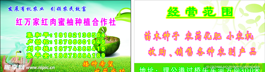 红蜜柚名片