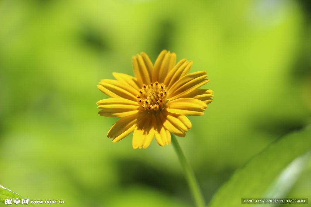 花色菊花特写