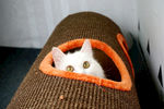 小白猫躲猫猫