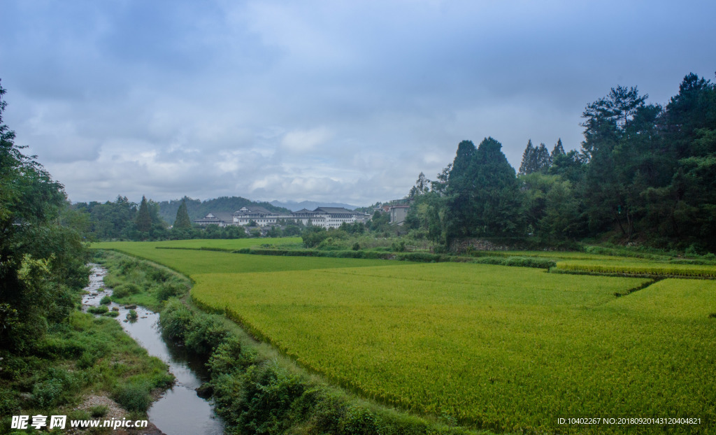 稻田