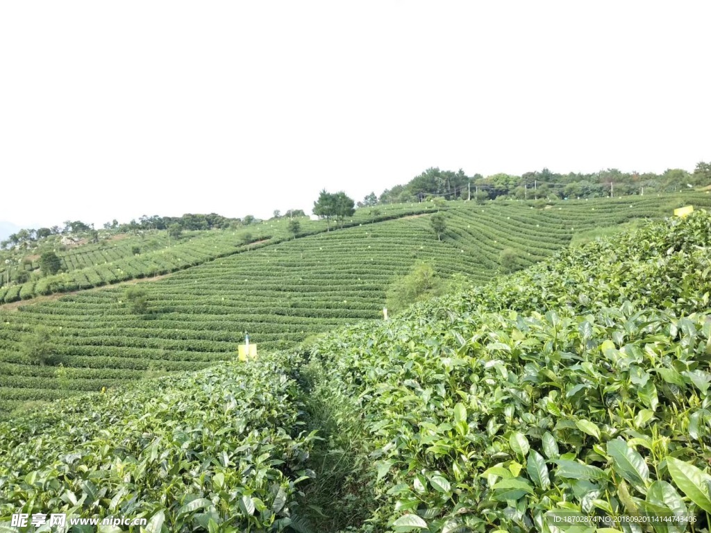 绿色茶园