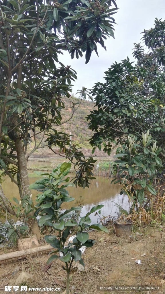 粤西农村