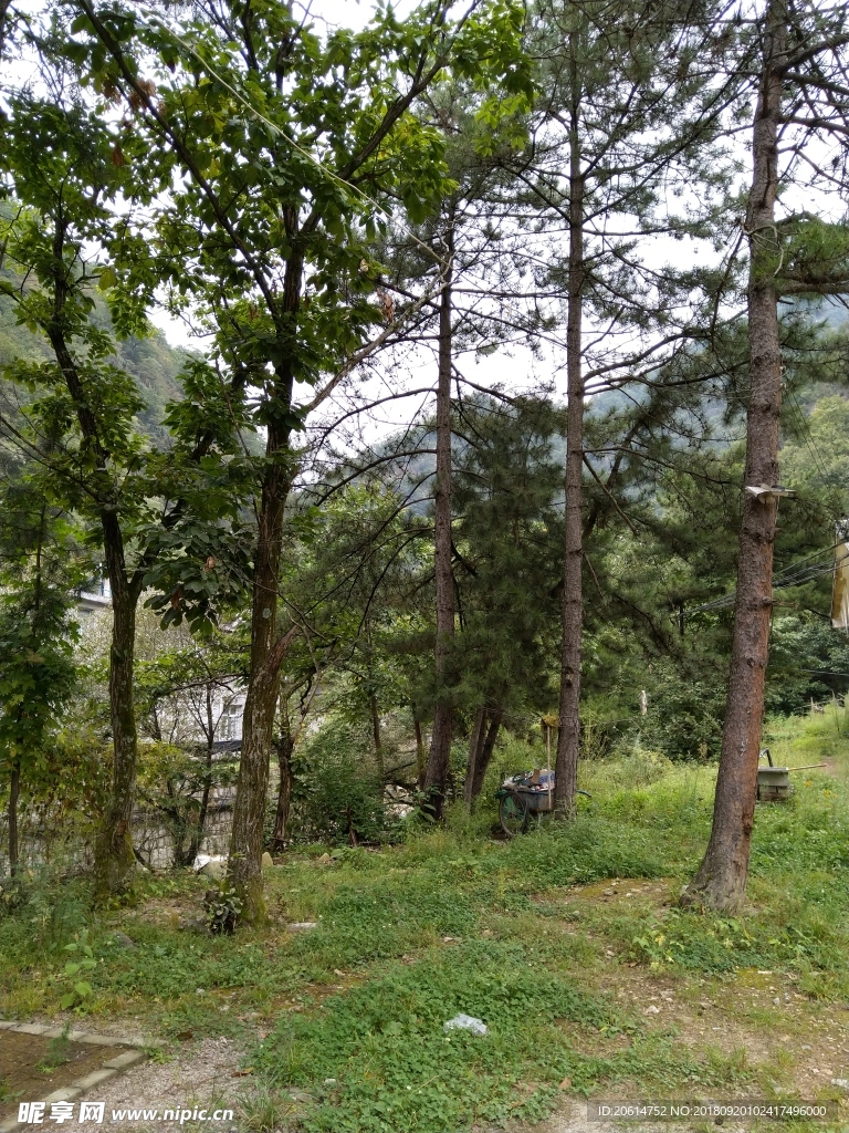 树林风景
