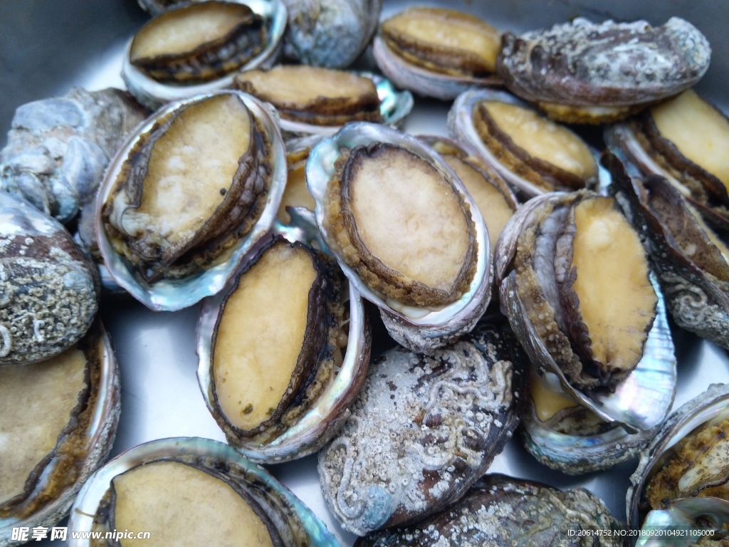 鲍鱼海鲜