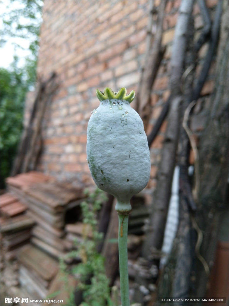 饱满的植物