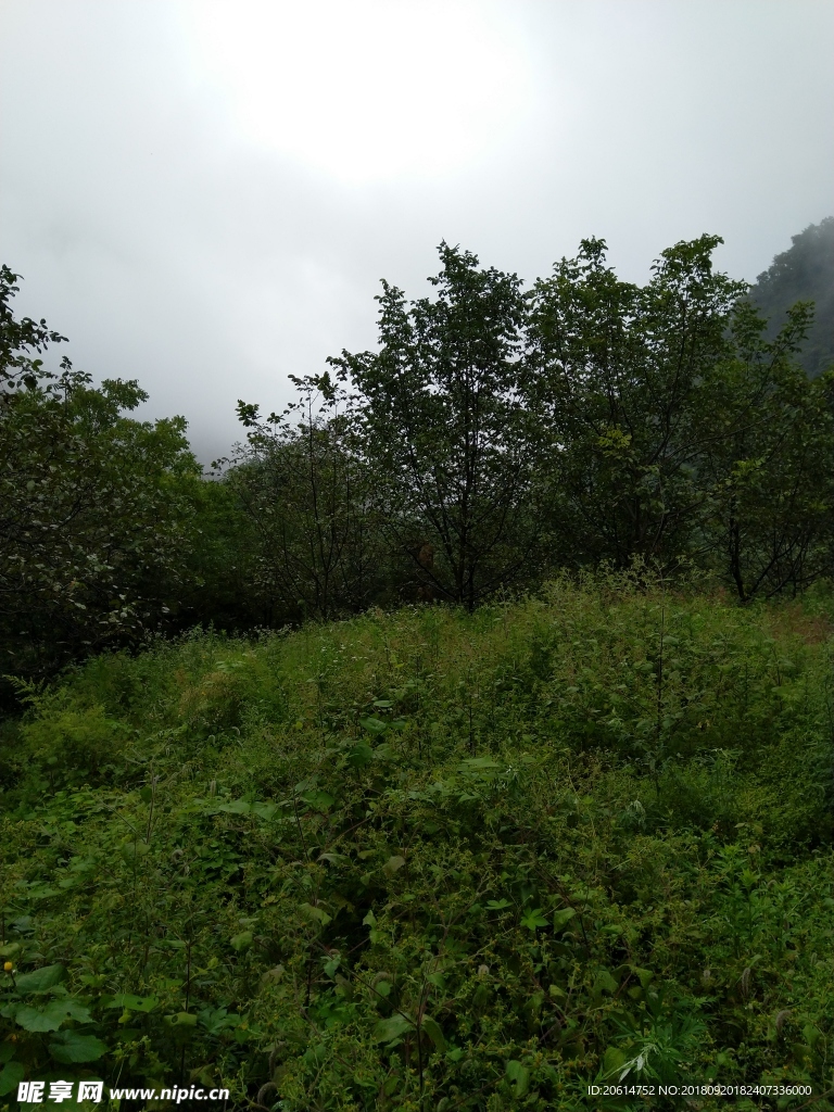 树林风景