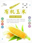 玉米海报