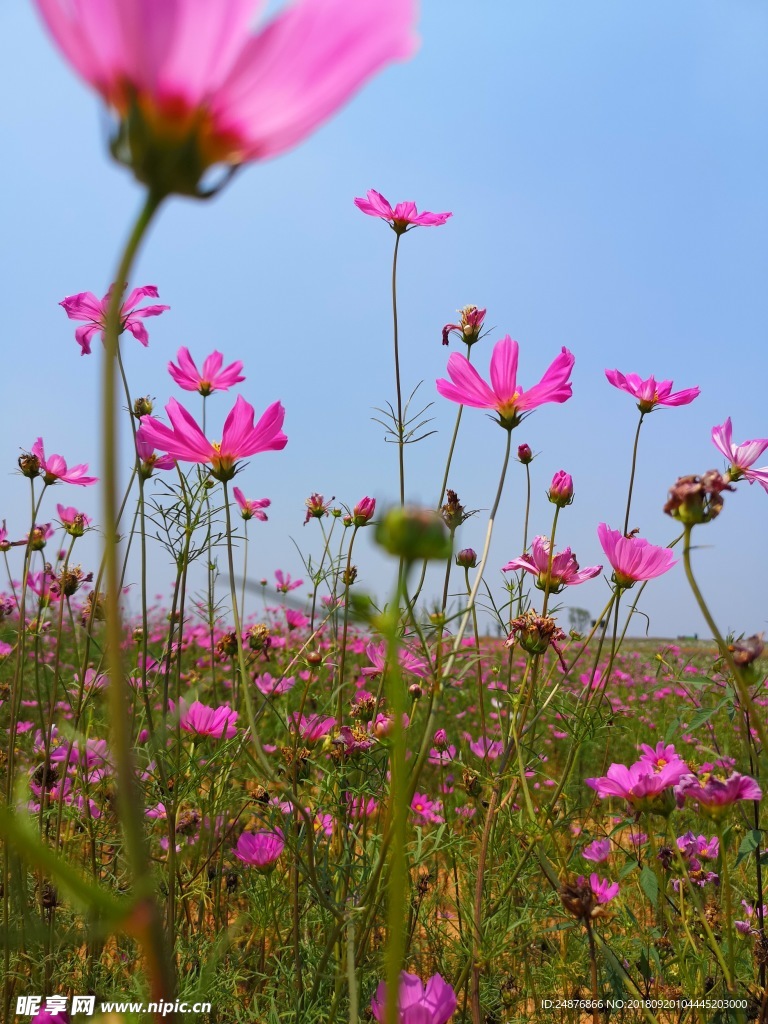 格桑花