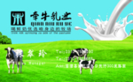 草原牛奶