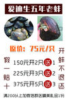 爱迪生 五年老蚌