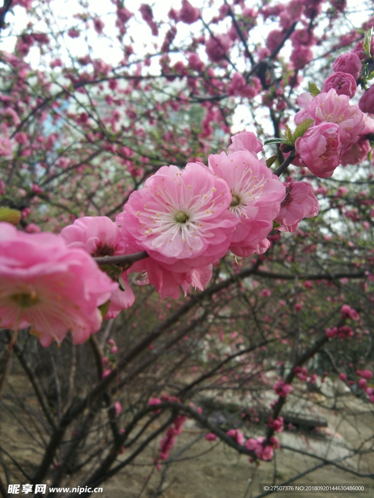 陌上花开