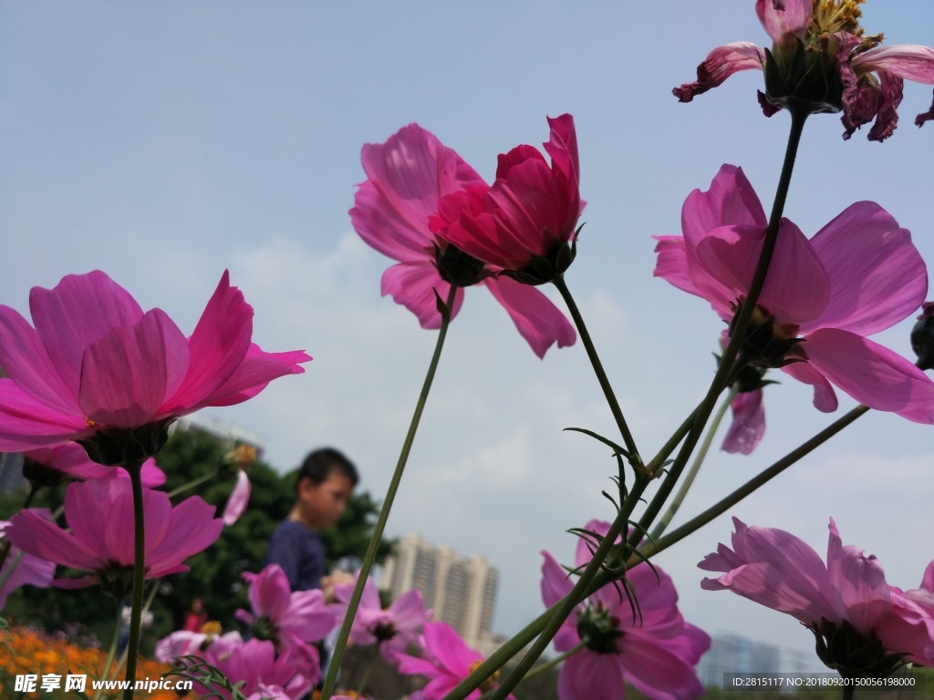 漂亮的菊花摄影