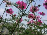 漂亮的菊花摄影