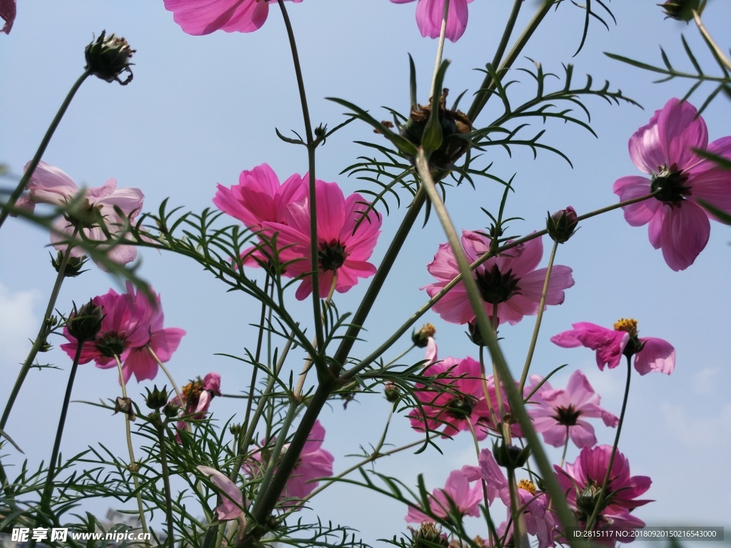 漂亮的菊花摄影