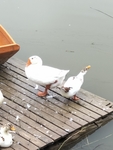鹅