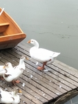 鹅