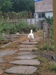 鹅