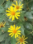 菊芋