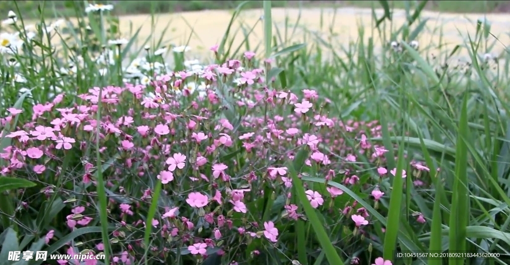 风吹麦蓝菜