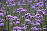 薰衣草 花 花草