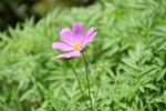 一朵  紫色的花朵
