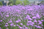 紫色  薰衣草 花田