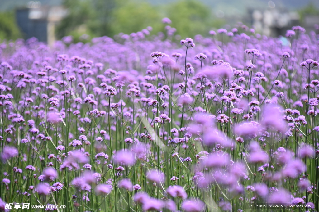 紫色  薰衣草 花田