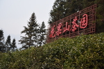 宁都 小布茶园