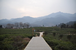 宁都  小布铭茶 茶园  茶树