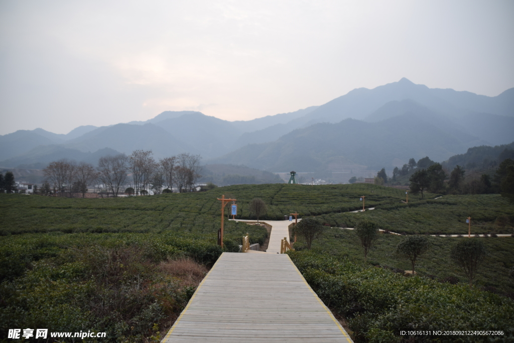 宁都  小布铭茶 茶园  茶树