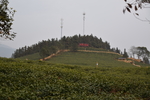 宁都 小布铭茶  茶园  茶树