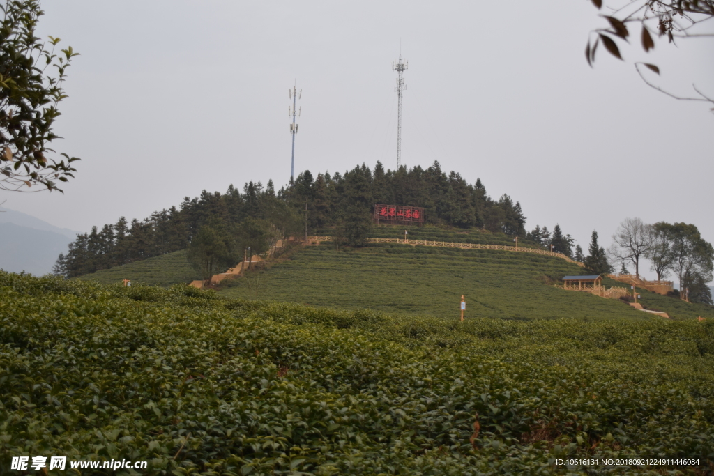 宁都 小布铭茶  茶园  茶树