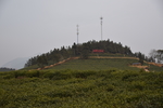 宁都小布铭茶茶园