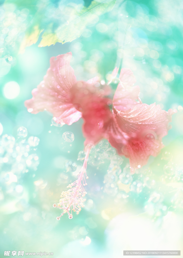 鲜花