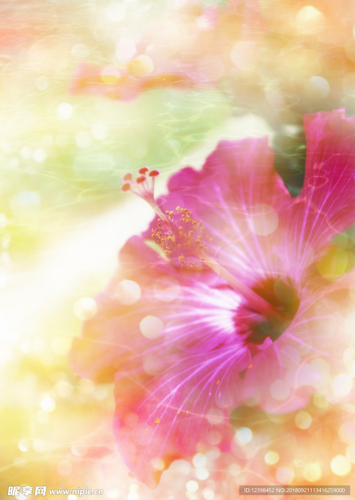 鲜花