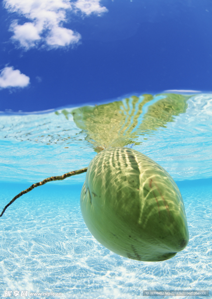 海水里的椰子
