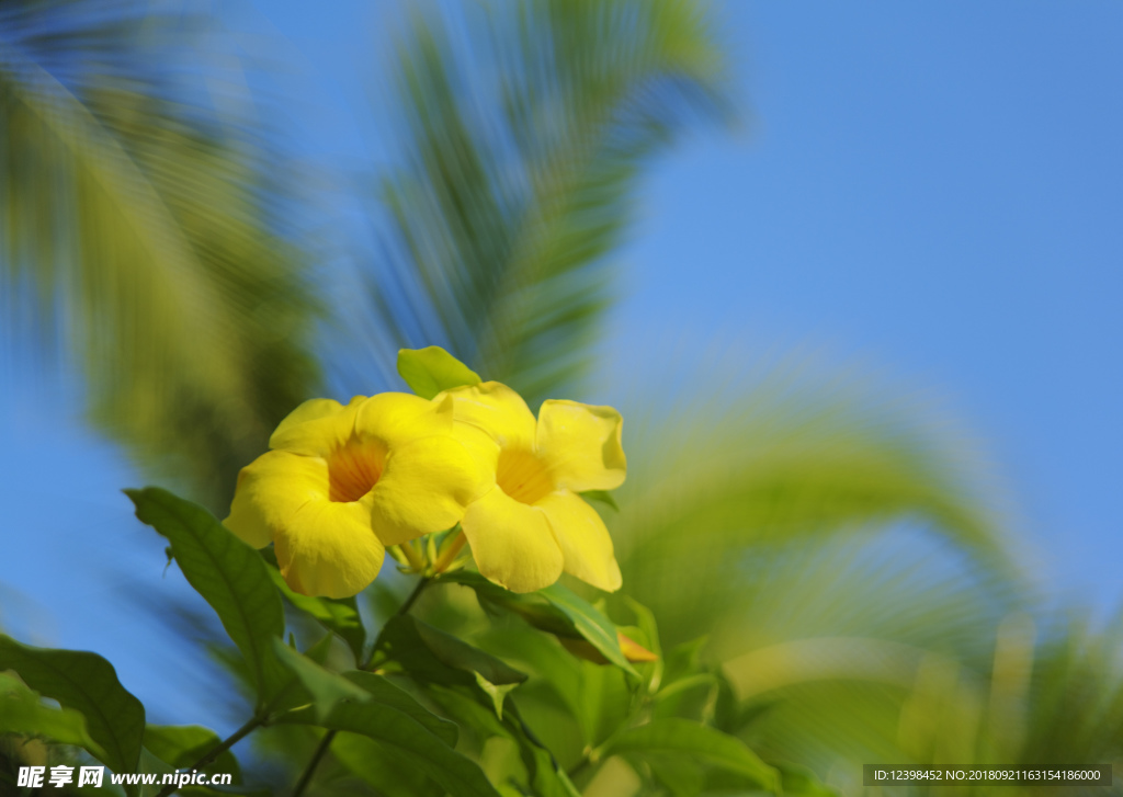 黄色鲜花