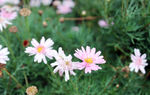 格桑花