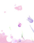 郁金香