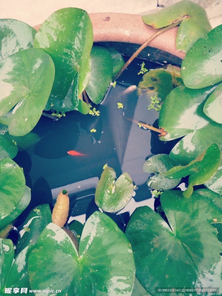 睡莲