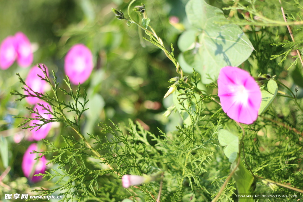 牵牛花