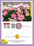 赏菊花