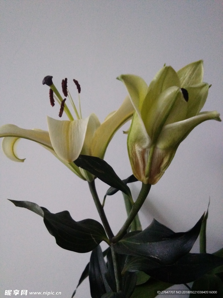 百合花