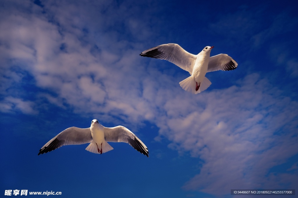 天空海鸥飞翔图片